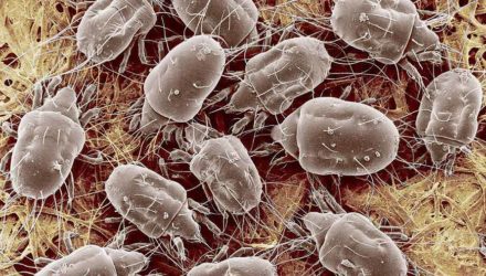 aprenda dicas de como acabar com os ácaros com a dr in home